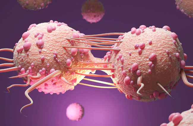 cancer celulas